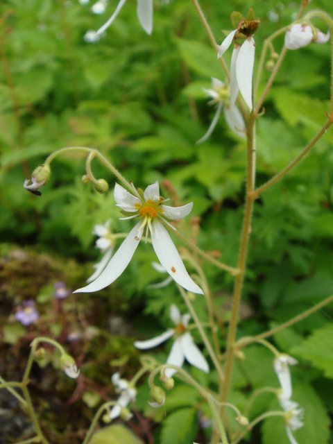 Saxifraga stolonifera fleur